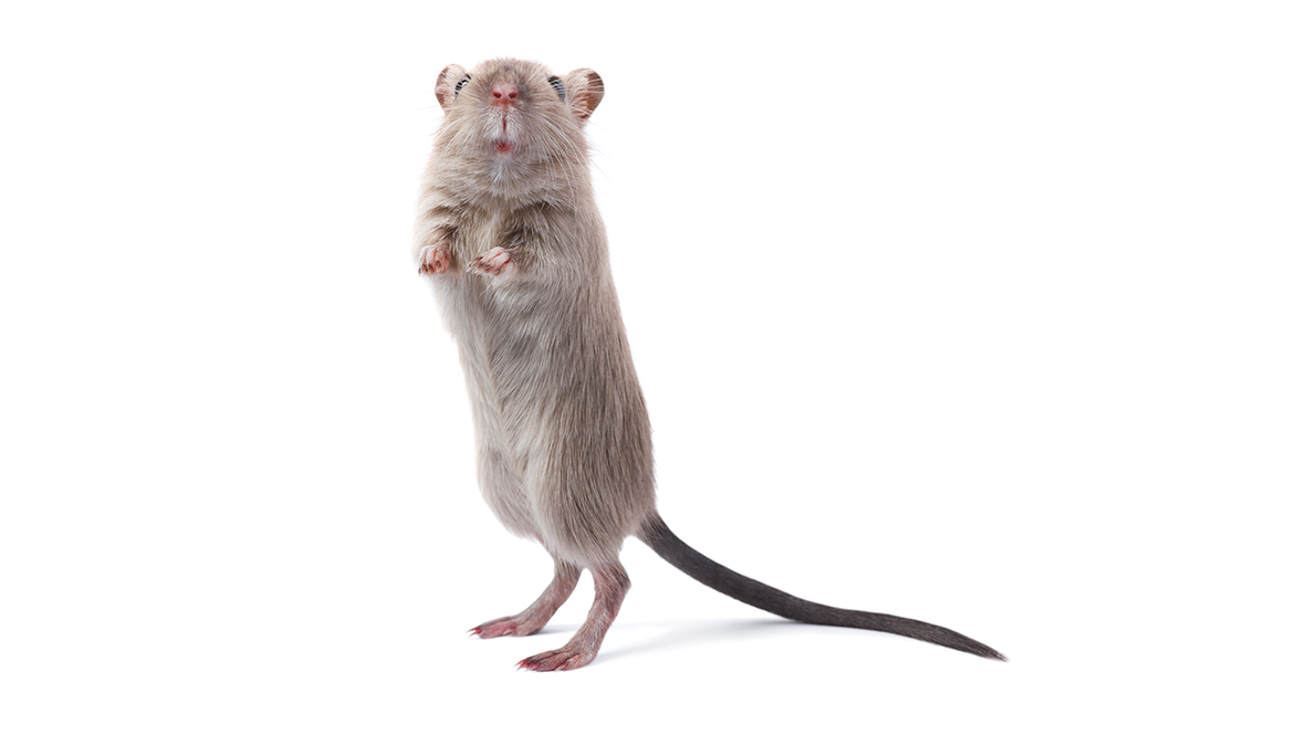 iStock 155383577