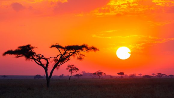 Savanna Sunrise and Acacia Tree in Tanzania Africa