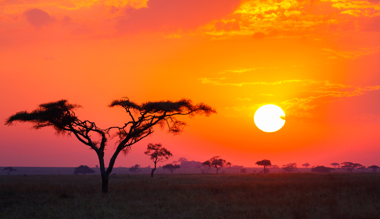 Savanna Sunrise and Acacia Tree in Tanzania Africa