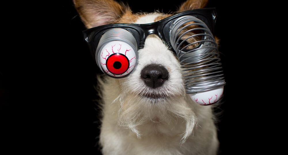 Funny,Halloween,Dog,Wearing,A,Zombie,Bloodshot,Eyes,Glasses.,Isolated