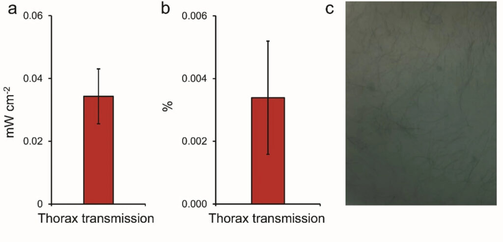 Sunlight transmission through the thorax