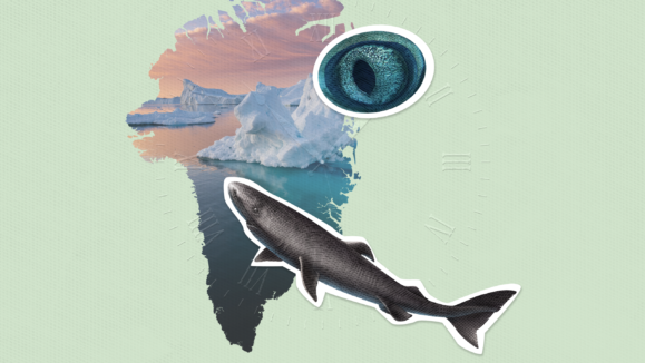 Greenland shark eyesight study showing shark vision and eye adaptation in dark Arctic waters
